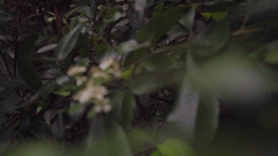 植物森林治愈雨水唯美意境清新自然