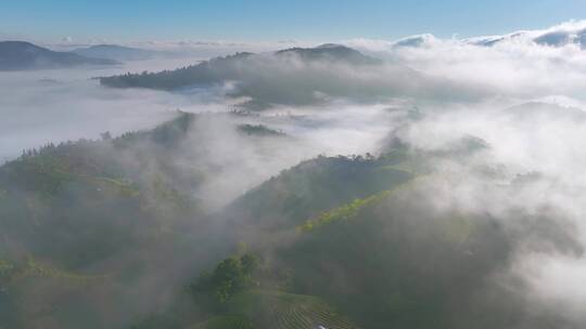 航拍茶山云海