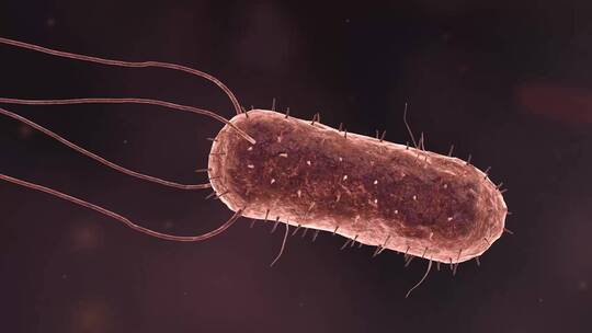 医学病原体病毒病原体病菌细菌医学三维动画