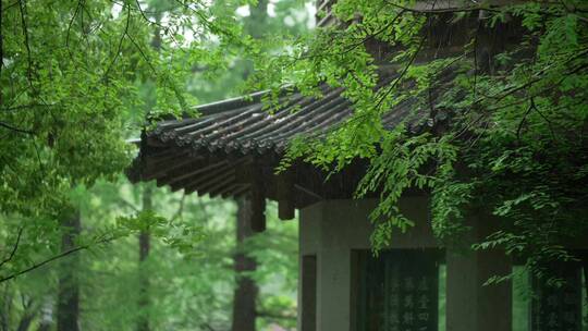 178 杭州 风景 古建筑 下雨天 亭子 树枝