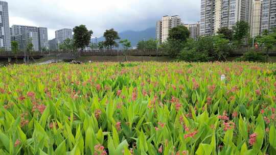 深圳坪山吓山人工湿地公园美人蕉景观