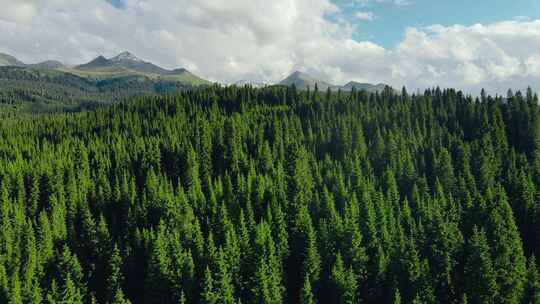 针叶林树林森林蓝天山脉白云自然新疆伊犁