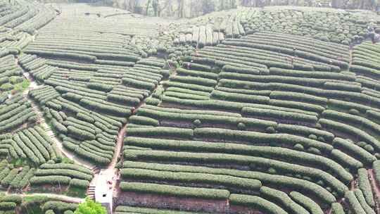 杭州翁家山春天茶园风景航拍