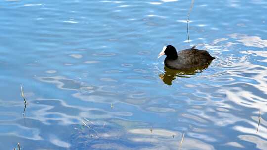 水中的水鸟鸭子