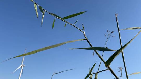 植物叶子视频素材模板下载