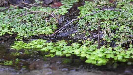 水面漂浮绿色植物特写