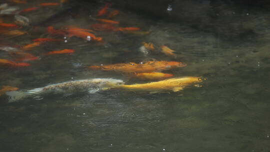 诗画江南 灵隐寺 园林建筑 禅 寺院视频素材模板下载