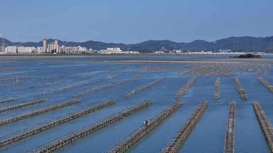 生蚝海上养殖场壮观景象