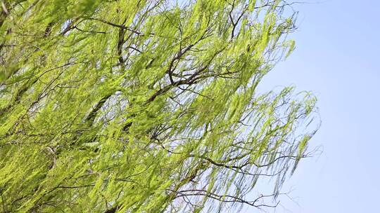春天春风吹动绿色发芽的垂柳树枝随风摆动视频素材模板下载