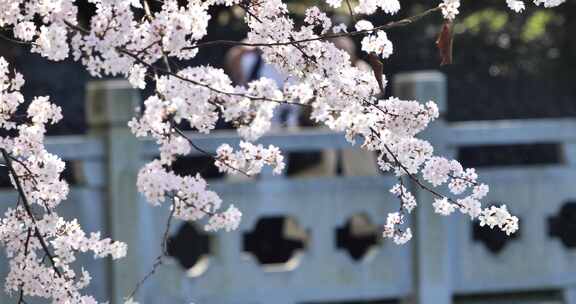 4k池塘边的樱花花簇特写升格