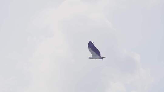 兰卡威海洋公园自然生态老鹰翱翔