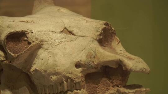 科学家挖掘远古动物恐龙骨架