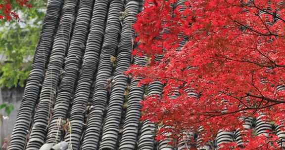 秋天阳光风吹火红枫叶古建筑局部特写