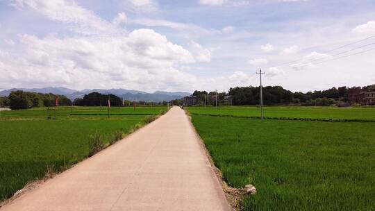航拍一望无际的乡村公路绿油油的稻田