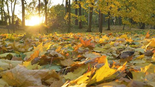 秋天落叶堆满地黄叶