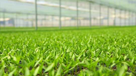 温室大棚内的绿色蔬菜种植
