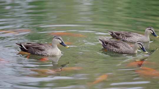湖中野鸭 鸭子戏水