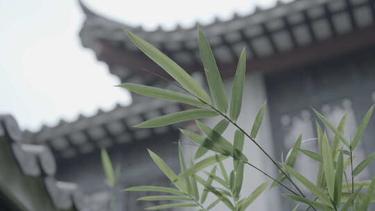 中式园林里的竹叶竹子视频素材模板下载