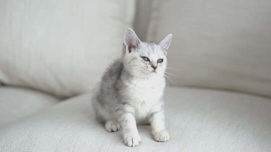可爱的美国短发小猫在沙发上玩4