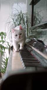 钢琴和猫
