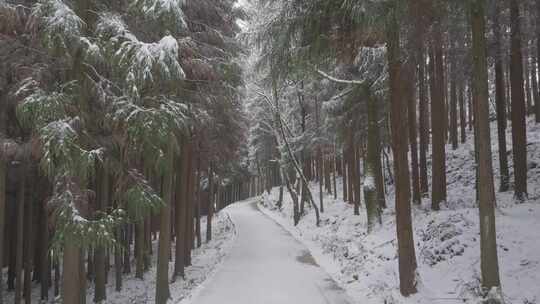 冬季下雪后的森林