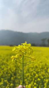 油菜花对田