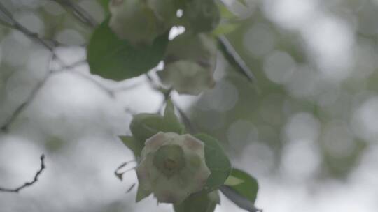 雨后唯美风铃花LOG素材