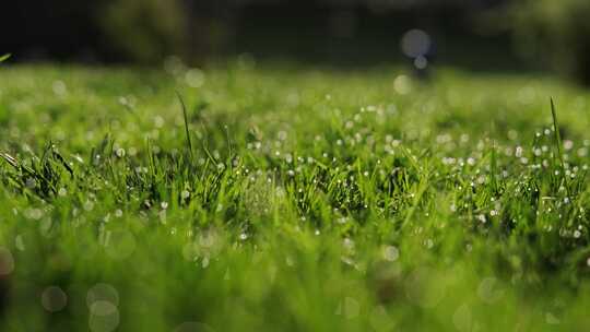 草地 小草 绿色 植物 草坪