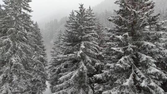 在松树之间的雪林中飞过视频素材模板下载