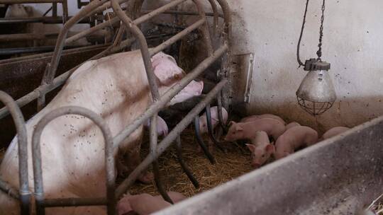 猪舍里的母猪和小猪视频素材模板下载