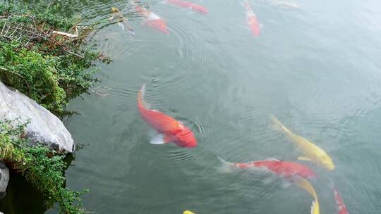 花园水池锦鲤鱼观赏鱼