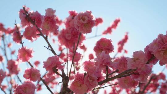 春天阳光下盛开的梅花视频素材模板下载