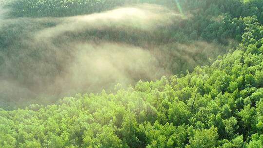 航拍晨雾缥缈的阳光树林