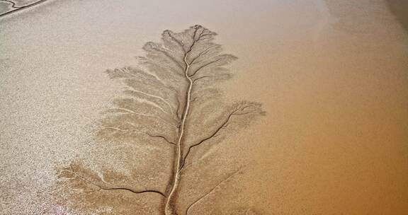 山东东营黄河入海口大地之树8k航拍