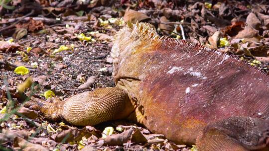 加拉帕戈斯群岛上的巨型鬣蜥