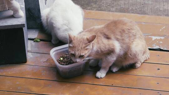 流浪猫喂食视频素材模板下载