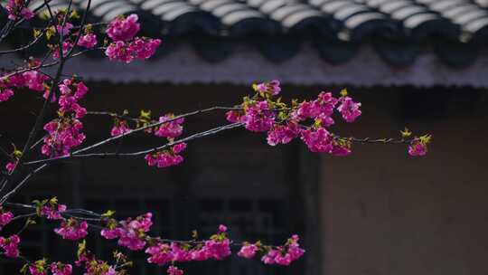 樱花青瓦、古建筑