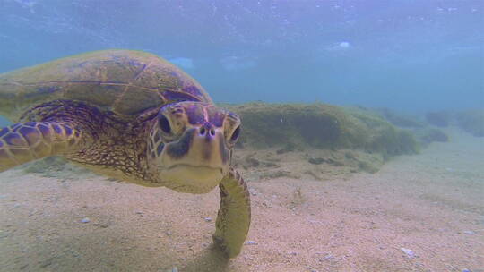 海龟在水下吃海藻的特写