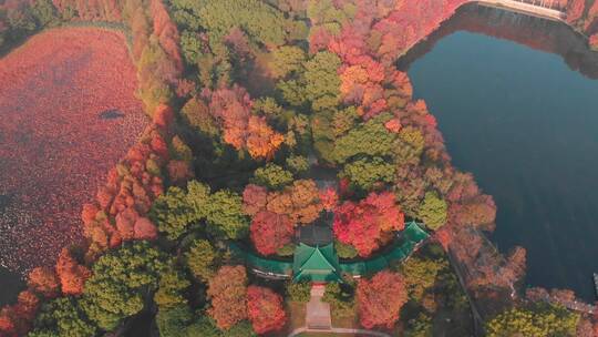 湖北武汉东湖风景区秋季风光