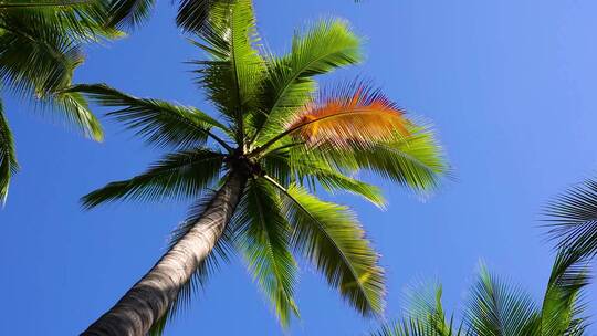 唯美自然风光椰子树