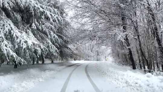 一条雪路，地上有树和雪