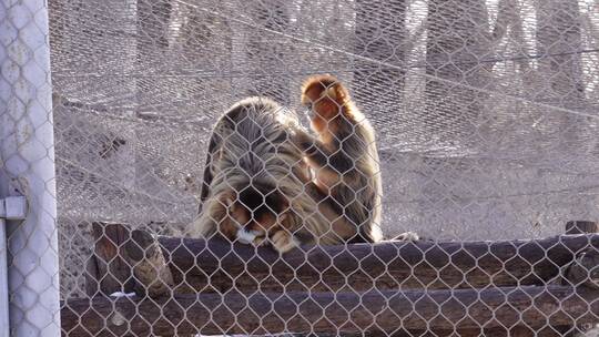 保护动物金丝猴长臂猿动物园