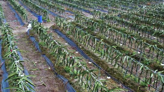 实拍火龙果种植基地