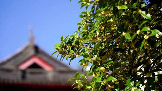 秋天南京毗卢寺古风建筑背景的桂花树