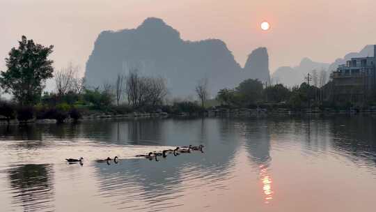 夕阳下一群鸭子游过河面