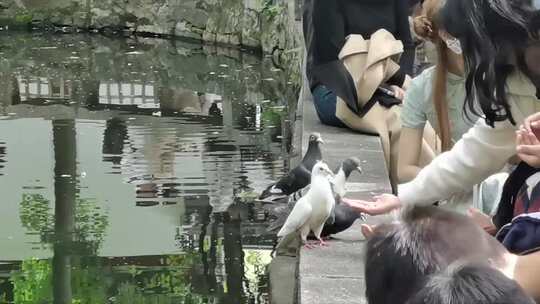 假期苏州园林游客喂鸽子