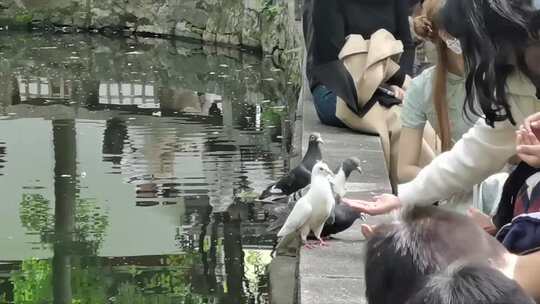 假期苏州园林游客喂鸽子视频素材模板下载