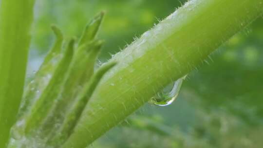 雨天下的绿色植物：水滴升格特写