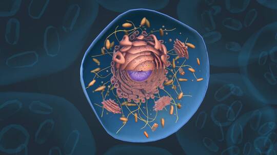 细胞 线粒体 细胞核 内质网细胞膜细胞质