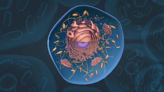 细胞 线粒体 细胞核 内质网细胞膜细胞质视频素材模板下载